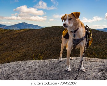 Dog With Backpack On Mountain Summit