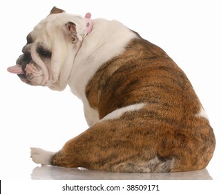 Dog With A Bad Attitude - English Bulldog Viewed From Behind With Tongue Sticking Out