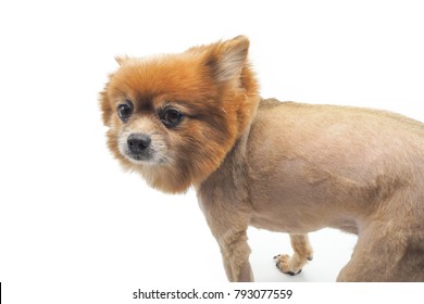 A Dog With Bad Haircut On White Background.