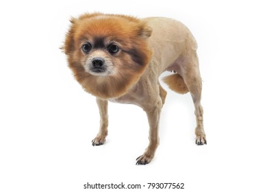 A Dog With Bad Haircut On White Background.