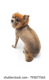 A Dog With Bad Haircut On White Background.