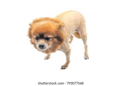 A Dog With Bad Haircut On White Background.