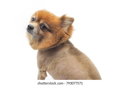 A Dog With Bad Haircut On White Background.