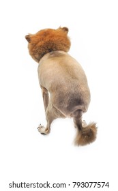 A Dog With Bad Haircut On White Background.