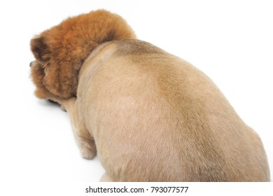 A Dog With Bad Haircut On White Background.