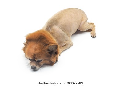 A Dog With Bad Haircut On White Background.