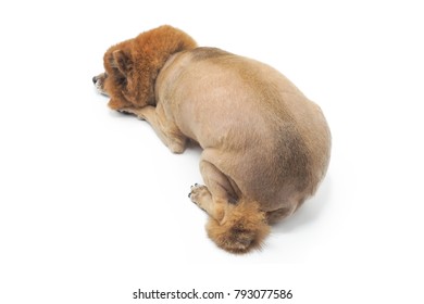 A Dog With Bad Haircut On White Background.