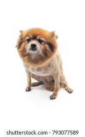 A Dog With Bad Haircut On White Background.