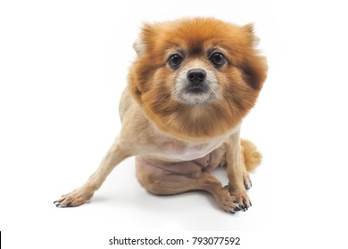 A Dog With Bad Haircut On White Background.