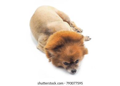 A Dog With Bad Haircut On White Background.