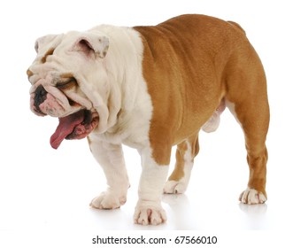 Dog With Bad Taste In Mouth - English Bulldog Making Funny Expression