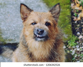 Dog With Badass Look In It's Face.