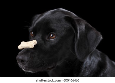 Dog Balancing A Treat