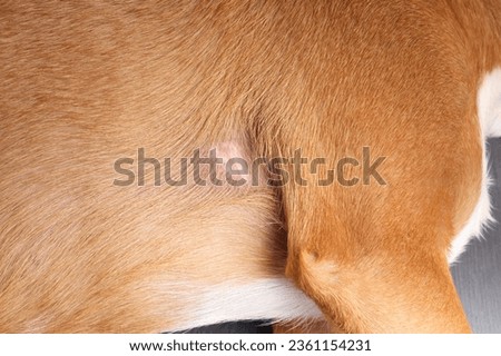 Dog with bald spot under shoulder after removing tree sap. Hair loss causes: allergies, genetics, alopecia, chemotherapy infections and bacteria. Female Harrier mix dog, medium size. Selective focus.