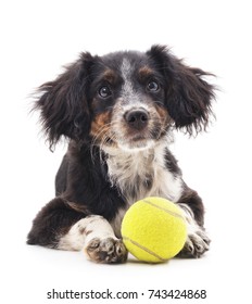 Dog With Ball Isolated On A White Background.