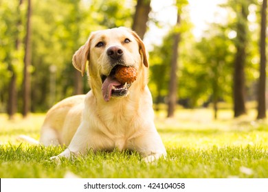 Dog With A Ball In Mouth 