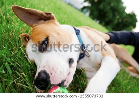 Dog with a ball in its mouth is lying on green grass, a human hand can be seen in the frame stroking the dog. American Bulldog. Dog.