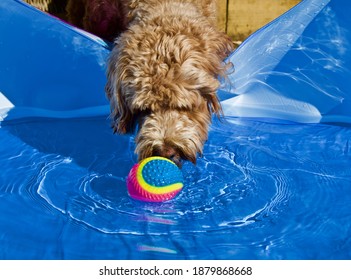 Dog And Ball And A Paddling Pool