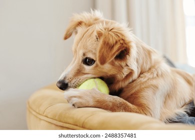 Dog, ball and playing on sofa in home with relax, cute and energy for biting in house living room. Animal, pet and canine puppy with toy on couch for chewing, teeth development and growth with care - Powered by Shutterstock