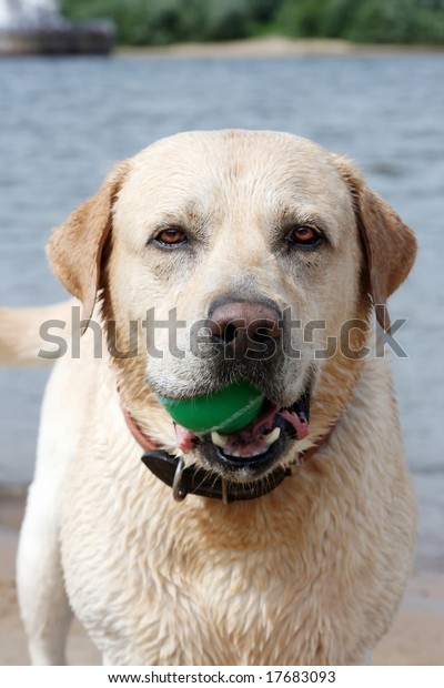 dog ball with teeth