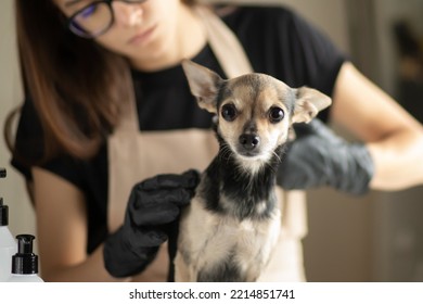 Dog Barber In Grooming Salon, Pet Beauty And Hygiene, Animal Hair Cutting