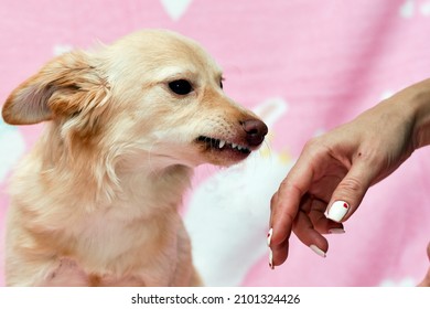 Dog Bared Its Teeth At A Human Hand. High Quality Photo