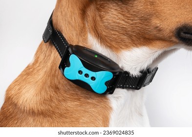 Dog with bark collar active. Close up of puppy dog wearing automatic training collar to correct barking at noise, people and birds outside. Female Harrier mix. Selective focus.