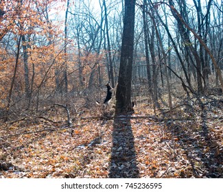 A Dog Bark At A Tree