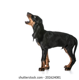 Dog Barking - Black And Tan Coonhound Barking Isolated On White