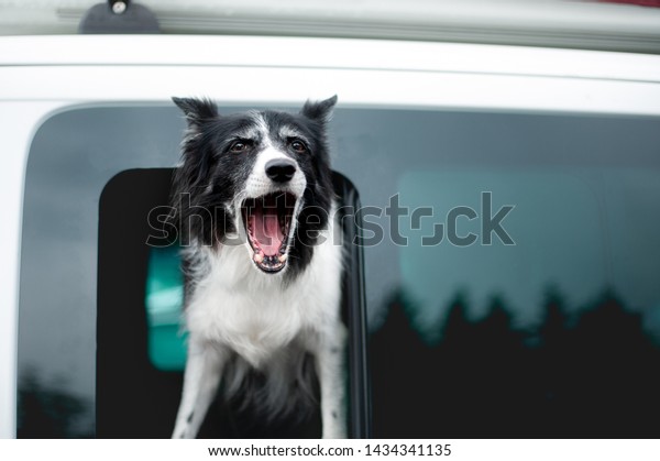 Dog Barking from Car Window. Old Black\
and White Border Collie Looking out of the\
Window.