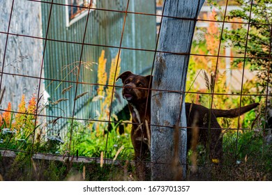 Dog Barking In Home Garden