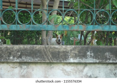 Dog Barking Inside Fence Area