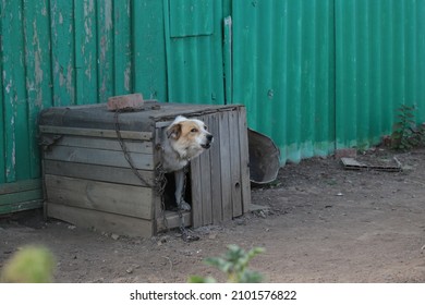 A Dog Barking In A Dog Kennel In The Village Yard