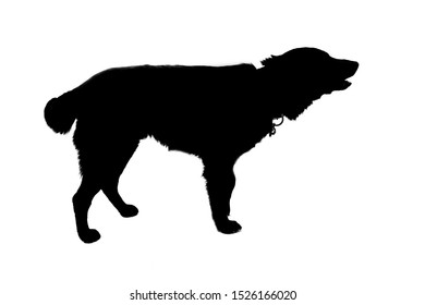 犬 横顔 イラスト の写真素材 画像 写真 Shutterstock