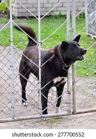 Dog Barking Through The Fence.