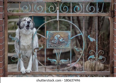 Dog Barking Through The Fence. Protects The House