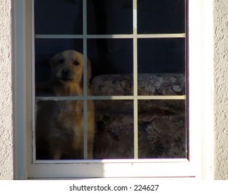 Dog Barking At The Window