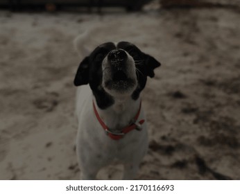 Dog Barks Any Stranger Around The Beach.