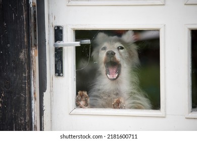 The dog barks behind the glass door in the house
