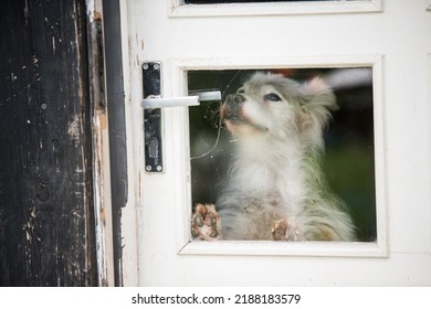 The Dog Barks Behind The Glass Door In The House