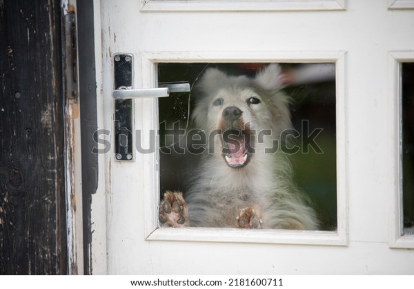 The dog\
barks behind the glass door in the\
house