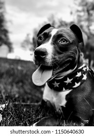 Dog With A Baseball And American Flag Bandana.