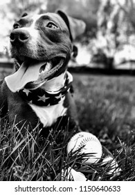 Dog With A Baseball And American Flag Bandana.