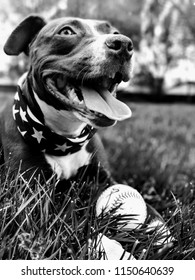 Dog With A Baseball And American Flag Bandana.