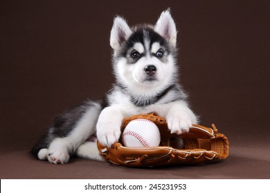 A Dog With A Baseball Glove