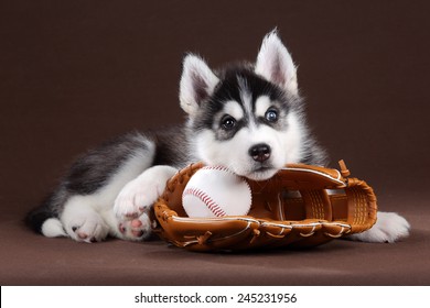 A Dog With A Baseball Glove