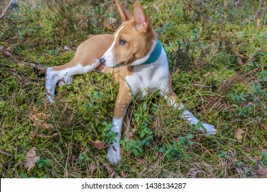 Red Hair Dog Images Stock Photos Vectors Shutterstock