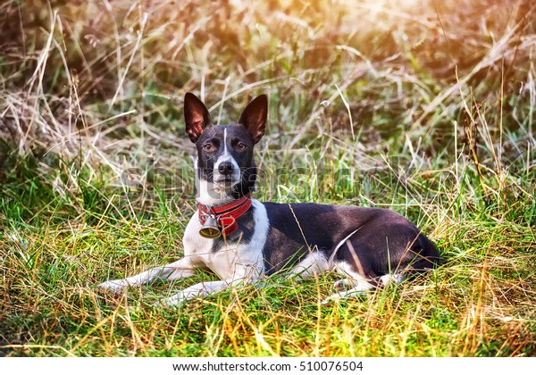 Dog Basenji Breed Short Hair Black Stock Photo Edit Now 510076504