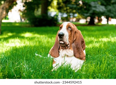 A dog of the basset hound breed lies on green grass against a background of trees. The dog has long ears and sad eyes. He looks up and shows his tongue. The photo is blurred.