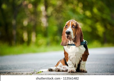 Dog Basset hound sitting and looks forward